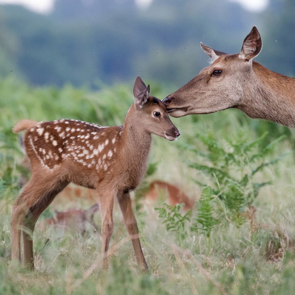 New Faun and her Mother in the forest