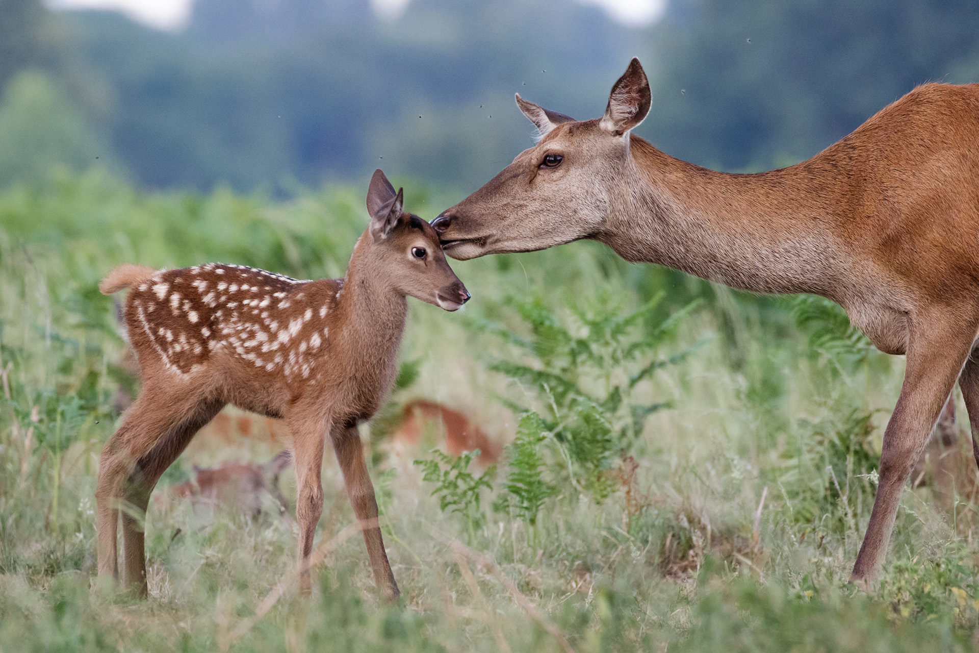 Faun and Doe in the forest need good nutritional plants!
