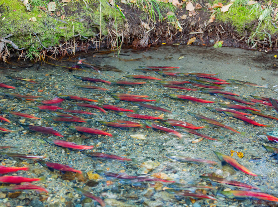 Green Jobs - WA State fish and wildlife officer