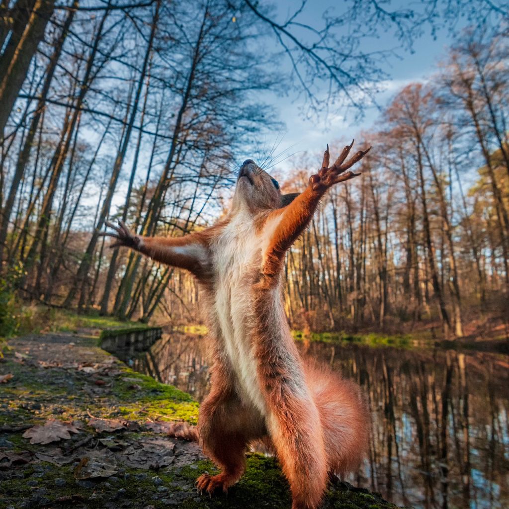 Restored forests make for happy wildlife